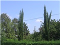 Cupressus sempervirens, Zagreb 